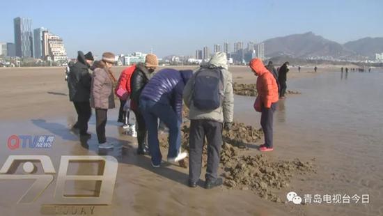 青島市民組團挖海知了 專家:再吃又要滅絕了