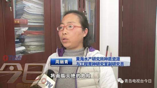 青島市民組團挖海知了 專家:再吃又要滅絕了
