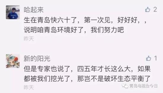青島市民組團挖海知了 專家:再吃又要滅絕了