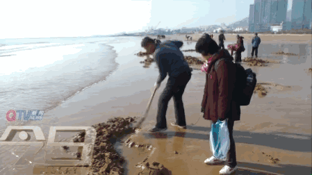 青島市民組團挖海知了 專家:再吃又要滅絕了