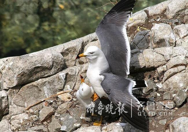 從產蛋到孵化，數萬只黑尾鷗在這里繁育后代