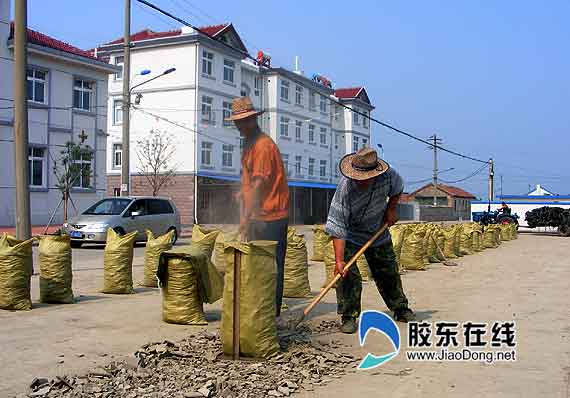 煙臺長島興起“參糧”加工業