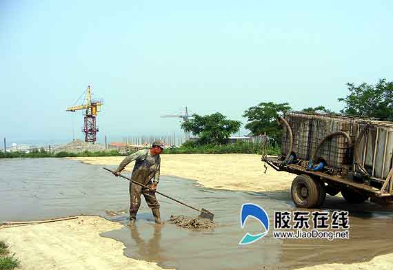 煙臺長島興起“參糧”加工業